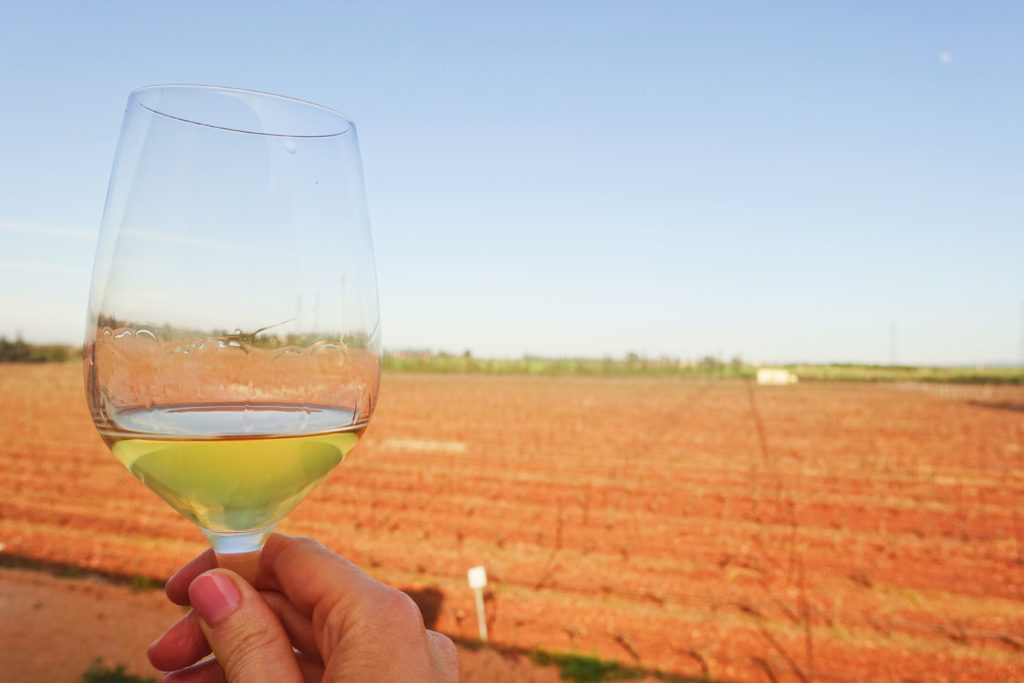 A glass of white wine raised above young vines in red Moroccan earth