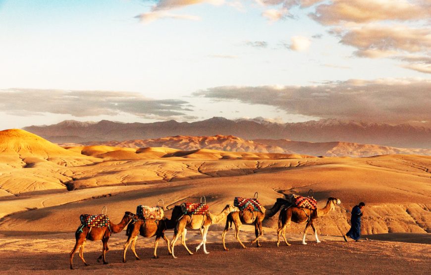 A camel caravan crossing the Agafay desert at sunset with the Atlas Mountains behind