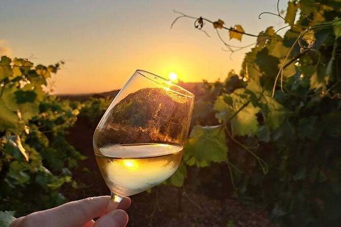 A glass of white wine held up to the setting sun among the vines