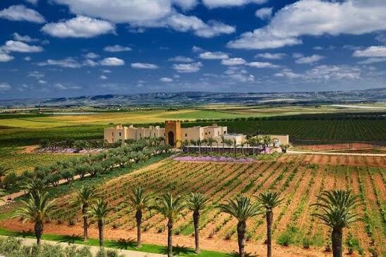 A Moroccan wine estate surrounded by vineyards and palm trees